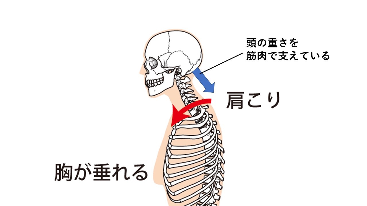 肩こり・頭痛の原因